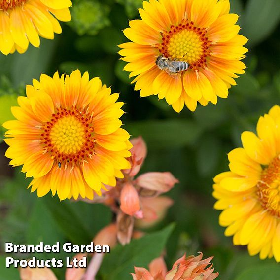 Gaillardia 'Guapa Yellow'