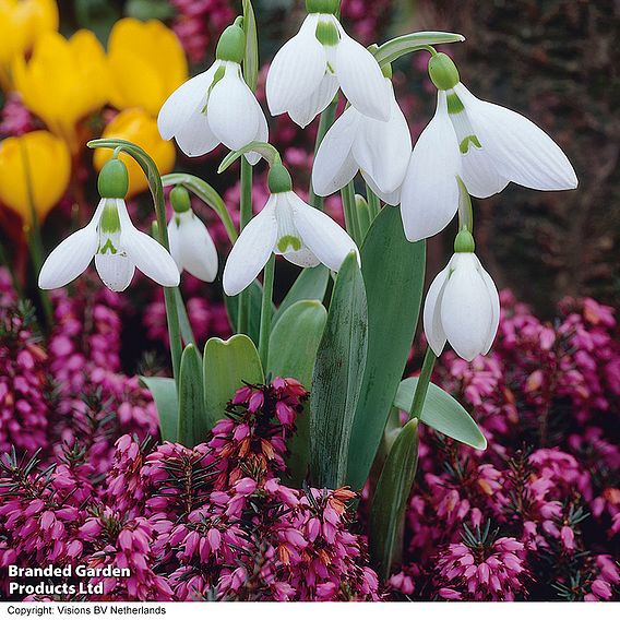 Giant Snowdrops - Gift