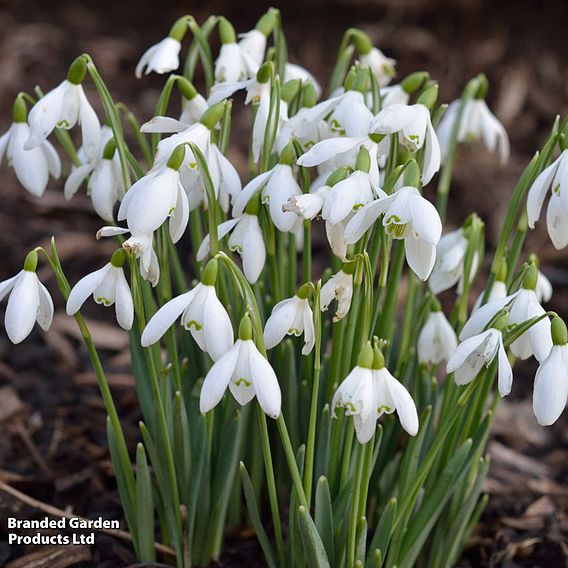 Giant Snowdrops - Gift