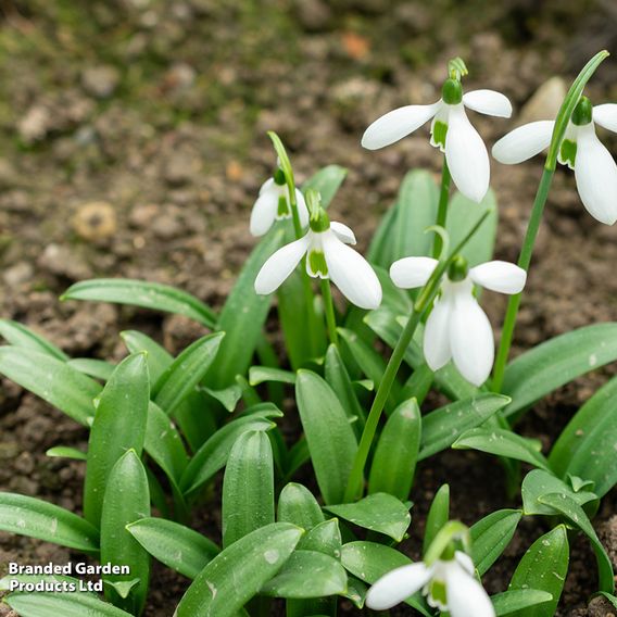 Galanthus ikariae