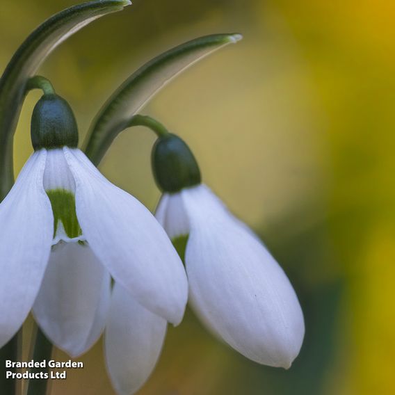 Galanthus ikariae