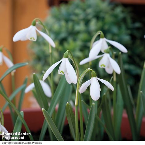 Woodland Garden Bulb Duo