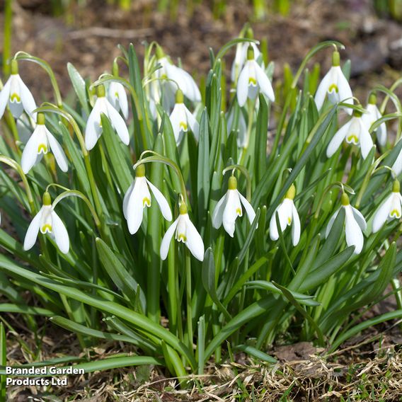 Galanthus woronowii