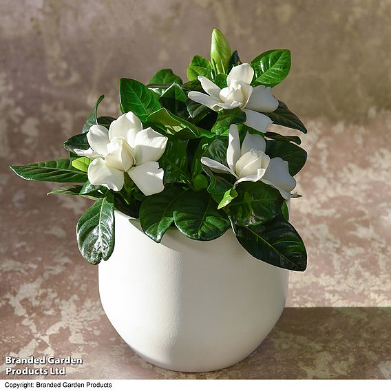 Gardenia 'Snowball' - Gift