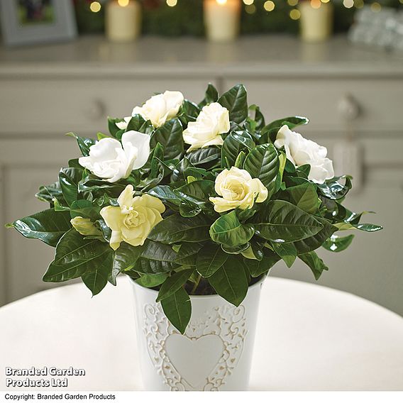 Gardenia 'Snowball' - Gift