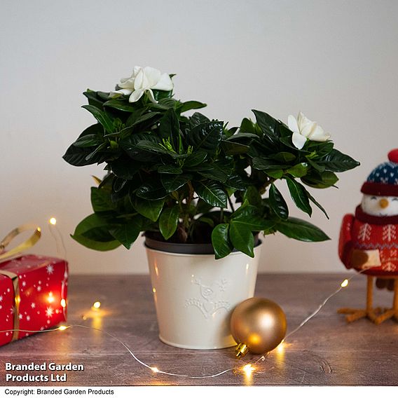 Gardenia 'Snowball' - Gift