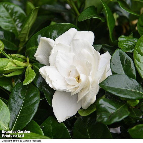 Gardenia 'Snowball' - Gift