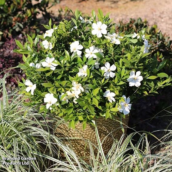 Gardenia 'Sweetheart'