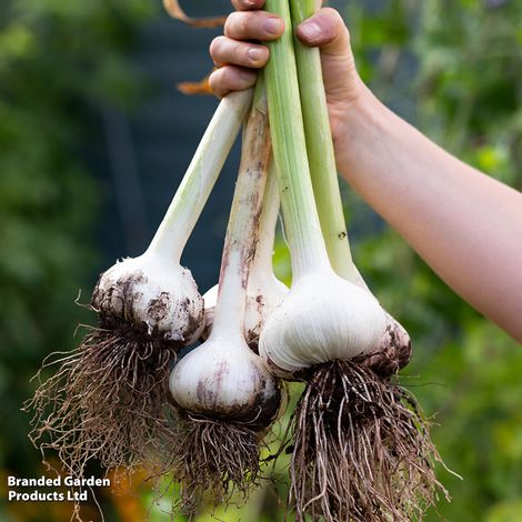 Bumper Onion, Garlic & Shallot Collection