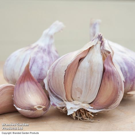 Bumper Onion, Garlic & Shallot Collection