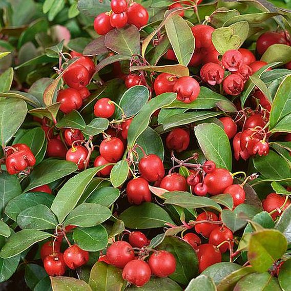 Gaultheria procumbens