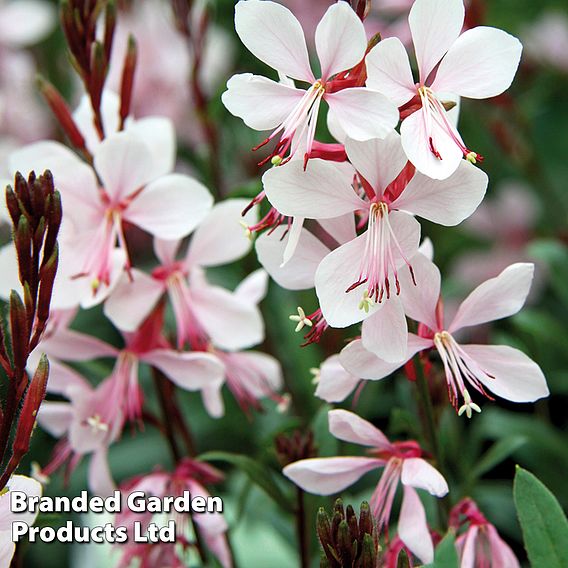 Gaura 'Gambit White'