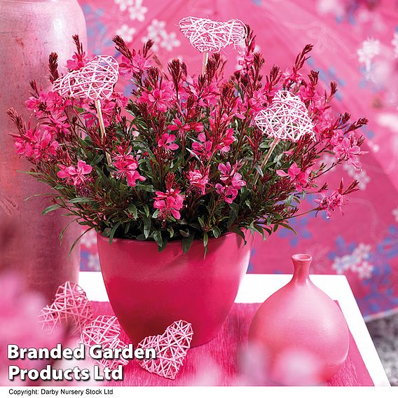 Gaura lindheimeri 'Gaudi Red' | Suttons