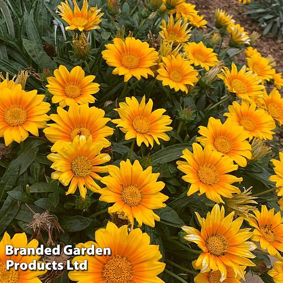 Gazania 'Suncarpet' | Suttons