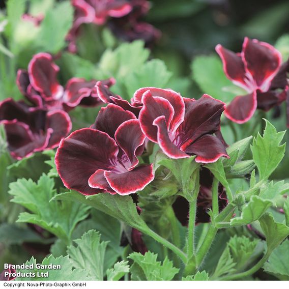 Geranium 'Aristo Black Beauty'