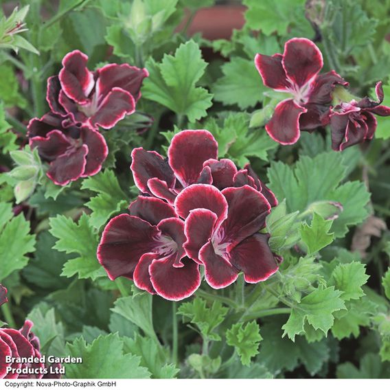 Geranium 'Aristo Black Beauty'