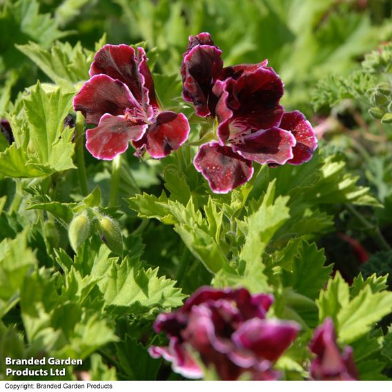 Geranium 'Aristo Black Beauty'