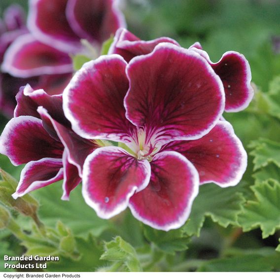 Geranium 'Aristo Black Beauty'