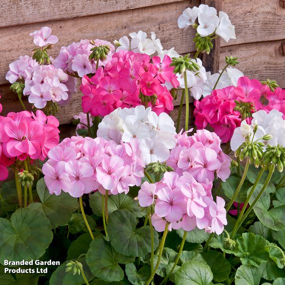 Geranium 'Jackpot Candyfloss' Mix