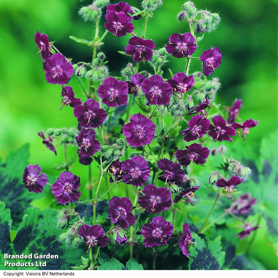 Geranium phaeum var. phaeum 'Samabor'