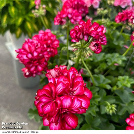 Geranium 'Great Balls of Fire' Collection