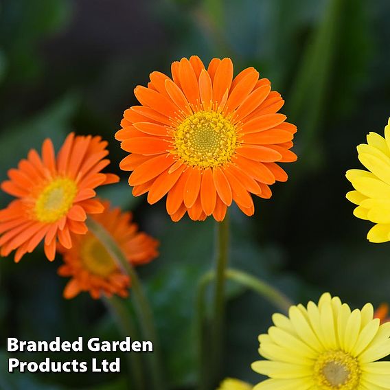 Gerbera garvinea 'Cheeky Collection' | Suttons