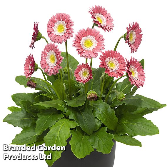 Gerbera garvinea 'Sweet Memories'