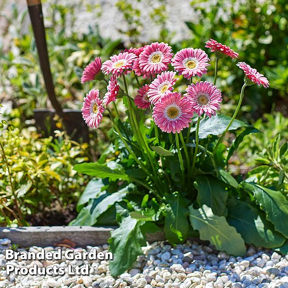 Gerbera garvinea 'Sweet Memories'