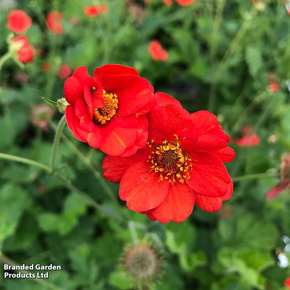 Geum 'Mrs J. Bradshaw'