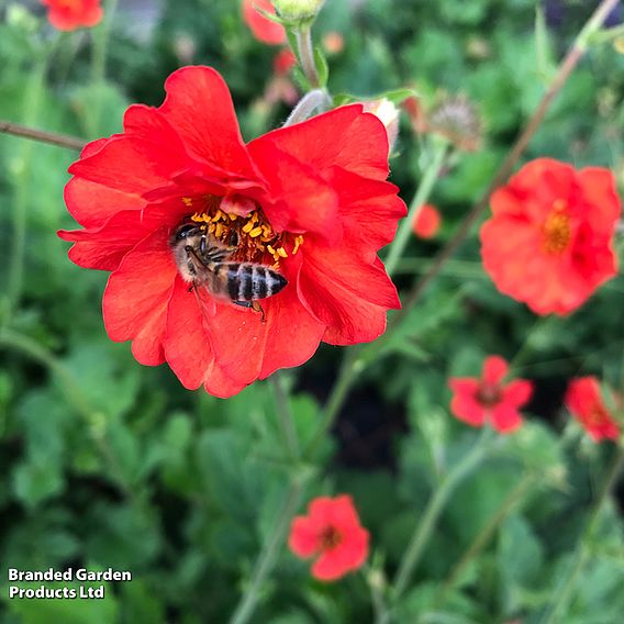 Geum 'Mrs J. Bradshaw'