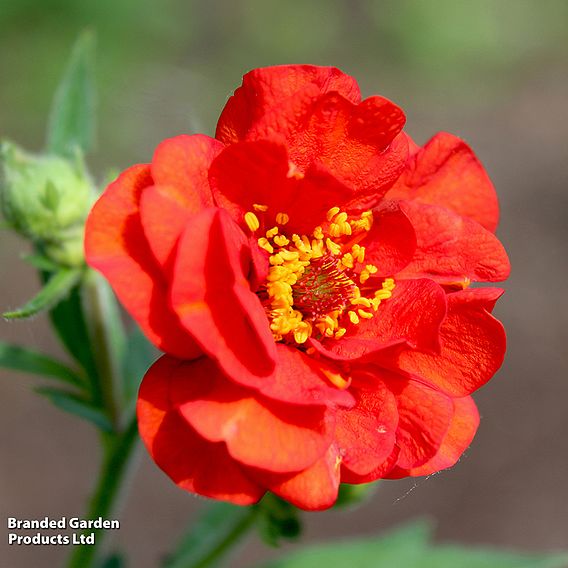 Geum 'Mrs J. Bradshaw'