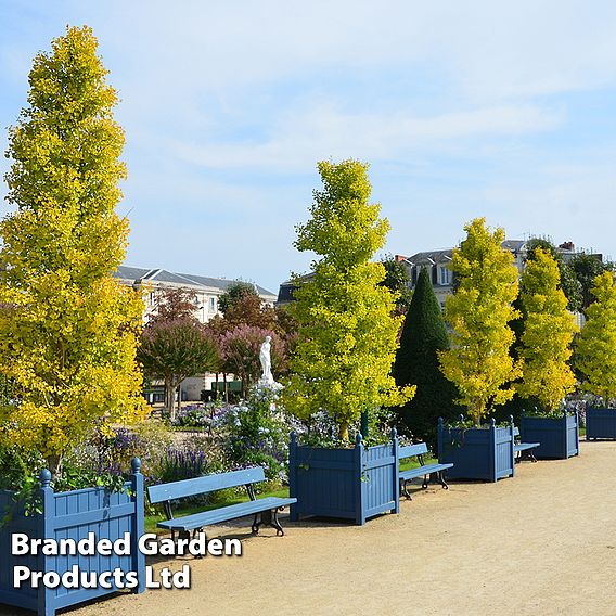 Ginkgo biloba 'Fastigiata Blagon'