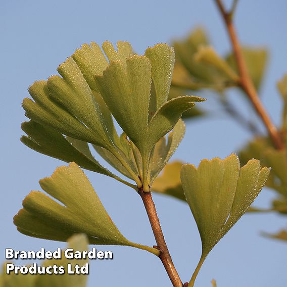 Ginkgo biloba 'Fastigiata Blagon'