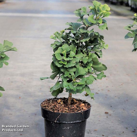 Ginkgo biloba 'Mariken'