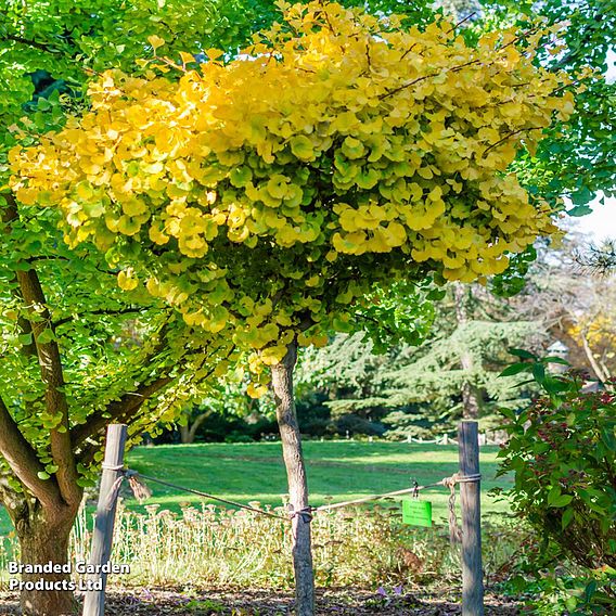 Ginkgo biloba 'Mariken'