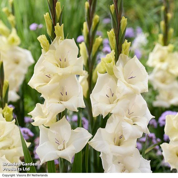 Gladioli 'Gladdies Trio'