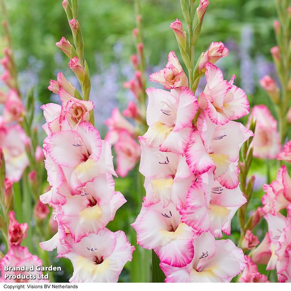 Gladioli 'Gladdies Trio'