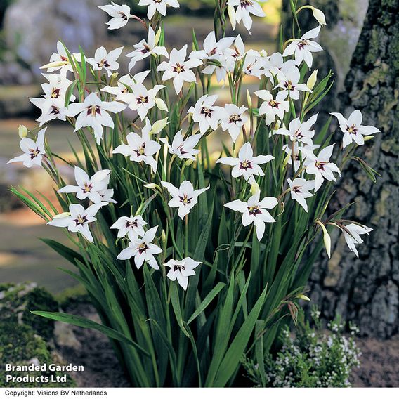 202 Summer Colour Bulb and Bare Root Collection