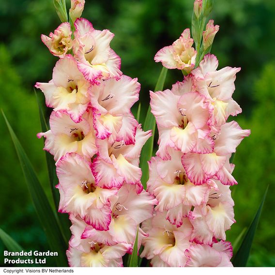 Gladioli Super Saver Collection