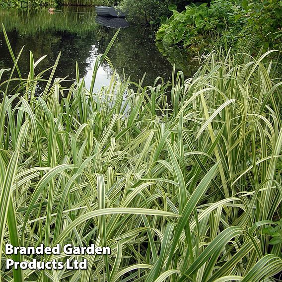 Glyceria maxima var. variegata (Marginal Aquatic)