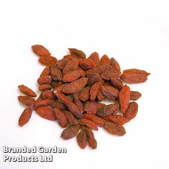 Goji Berry 'No.1 Lifeberry'