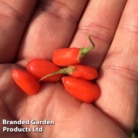 Goji Berry 'No.1 Lifeberry'