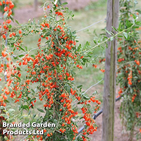 Goji Berry 'No.1 Lifeberry'