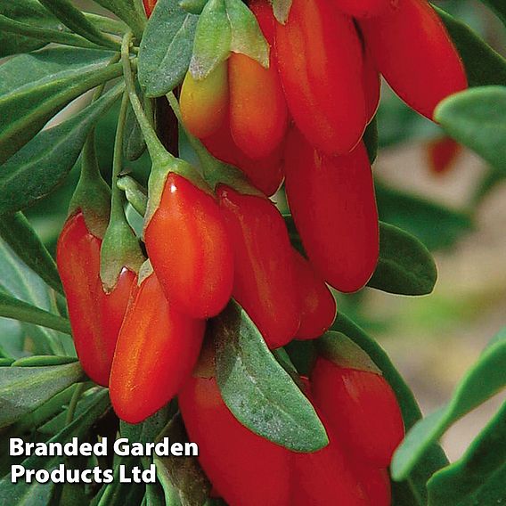 Goji Berry 'Synthia'