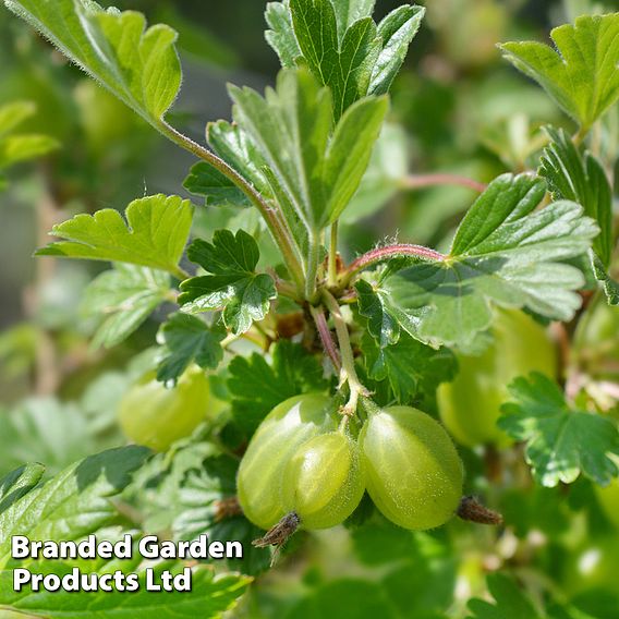 Gooseberry 'Hinnonmaki Green'