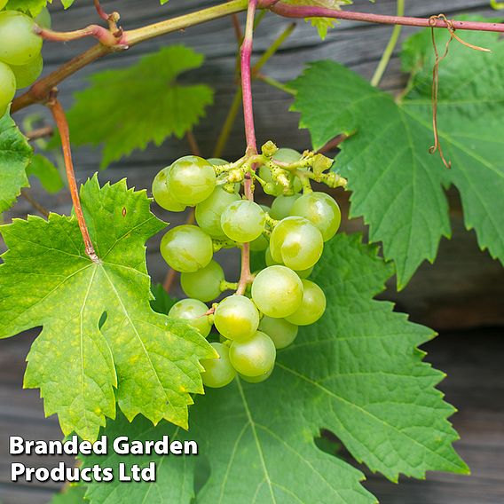 Grape 'Muscat of Alexandria'