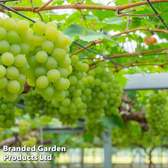 Grape 'Muscat of Alexandria'