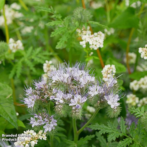 Phacelia 'Lacy' - Seeds for Pollinators