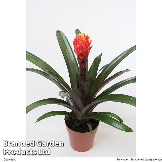 Guzmania 'Tala'