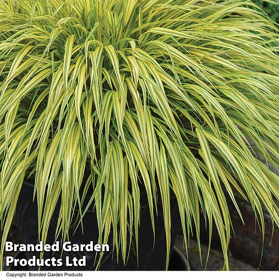 Hakonechloa macra 'Aureola'